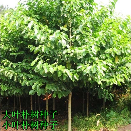 新采小叶朴树种子 大叶朴树 沙朴净种子 珊瑚朴 红皮朴树籽