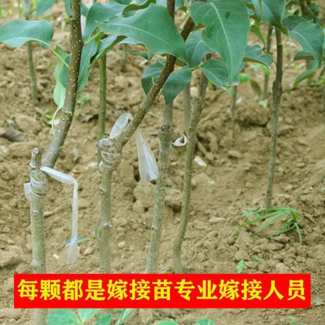 翠冠梨苗  翠玉梨树苗，梨树苗，皮薄肉多香甜可口，基地直销适