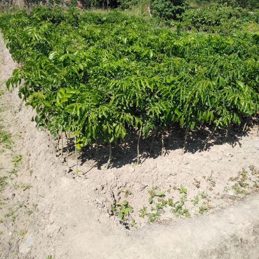 普宁市鸡心黄皮苗  鸡心黄皮果树，自家母树枝条嫁接
