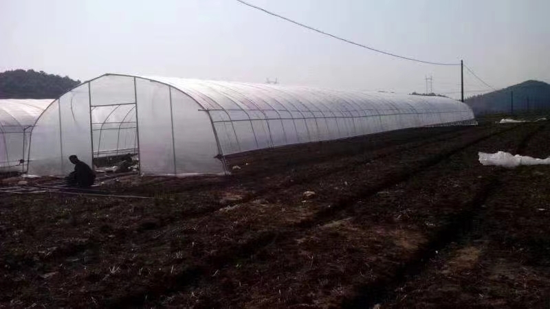天津钢管大棚 圆管插地拱棚