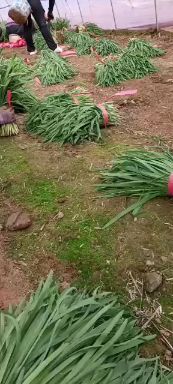 长子县大叶韭菜 这批货有一点点白点，有需要的的赶紧联，货源不多，急需出售，