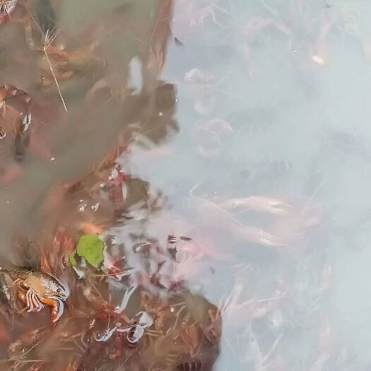 隆昌市青壳小龙虾 小龙虾