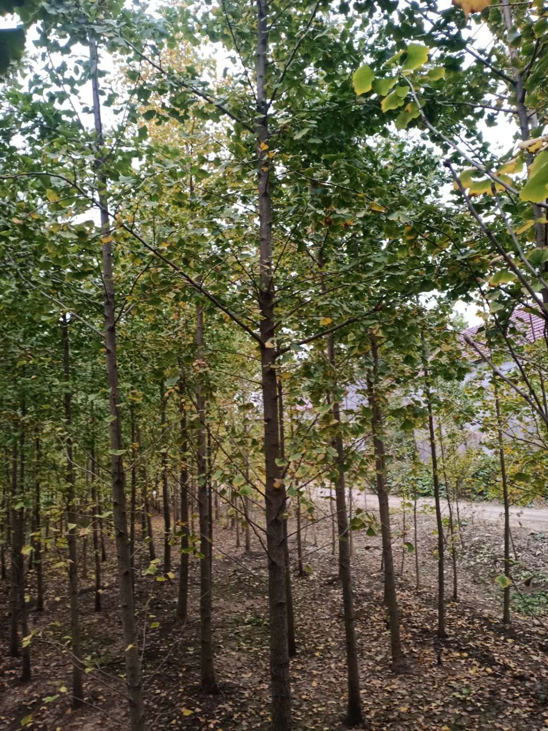 银杏实生树 银杏