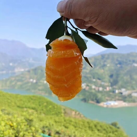 秭归县九月红脐橙  湖北秭归九月红(果冻橙)大量鲜果供应，可视频看货