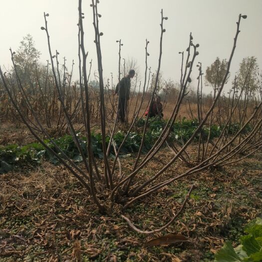 滨州无花果树苗 能当年长果的无花果树。