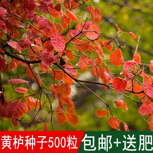 黄栌种子 红叶黄栌种子 红栌种子 黄道栌 香山黄栌树种子金叶