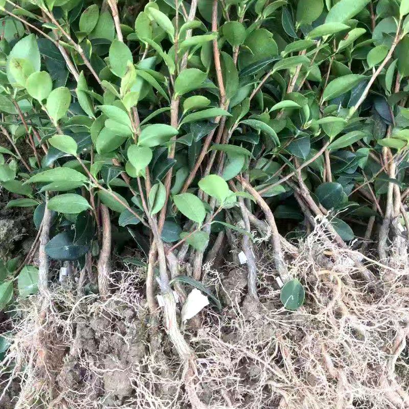 湘林210茶树苗  湘林210茶油籽树苗，嫁接苗，果大皮薄，出油量高