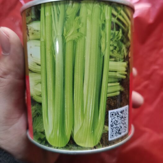 夏邑县西芹种子  原装贵族西芹 英国专用品种叶柄鲜嫩纤维少耐热极强