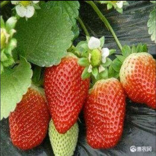 章姬草莓苗  甜宝草莓自家苗木品质有保障，南北方均可种植