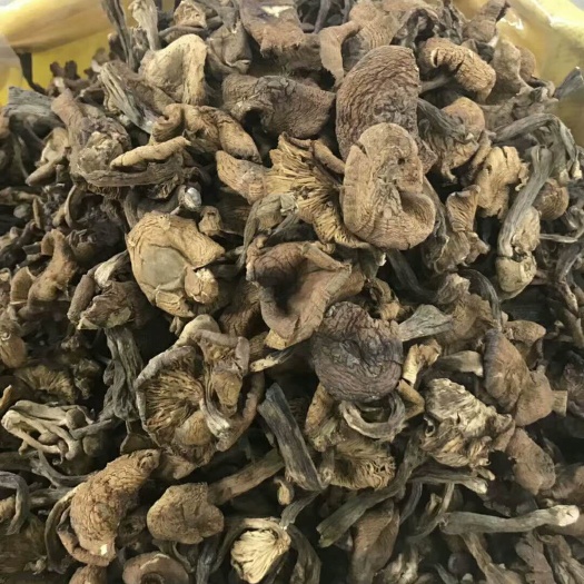菏泽 榛蘑中片，剪跟，肉厚