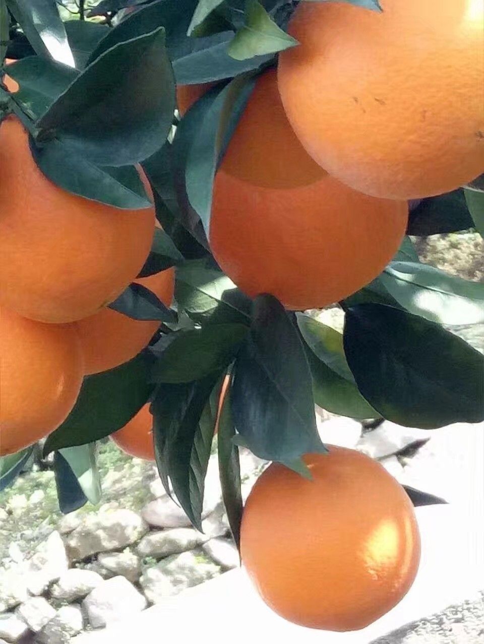 秭归脐橙  秭归纽荷尔脐橙/伦晚//中华红柽产地大量上市