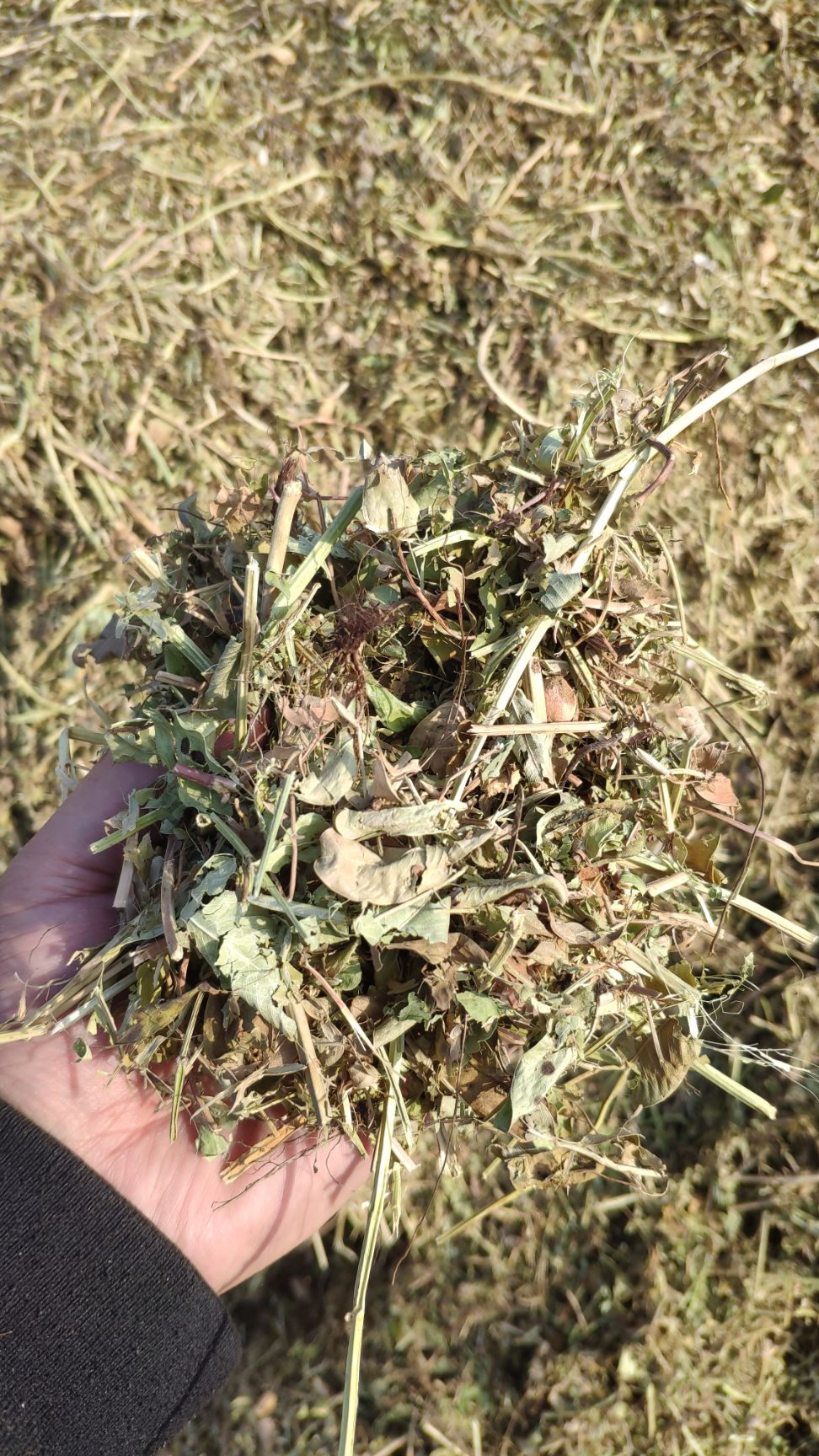  花生秧