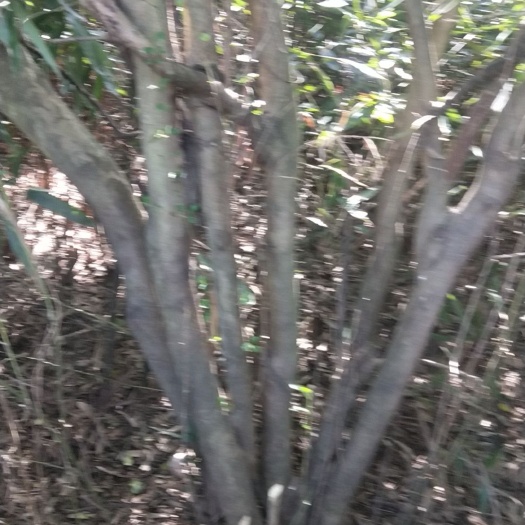 铅山县丛生紫薇 