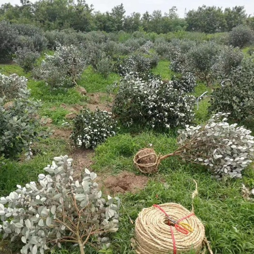 会同县菲油果苗  费油果费约果香菲果规格齐全货源充足