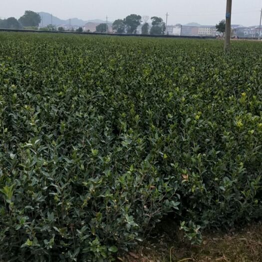 攸县油茶苗  精品高产嫁接油茶裸根苗