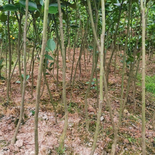 芷江县二年移植冰糖柚苗，根系发达成活率高。