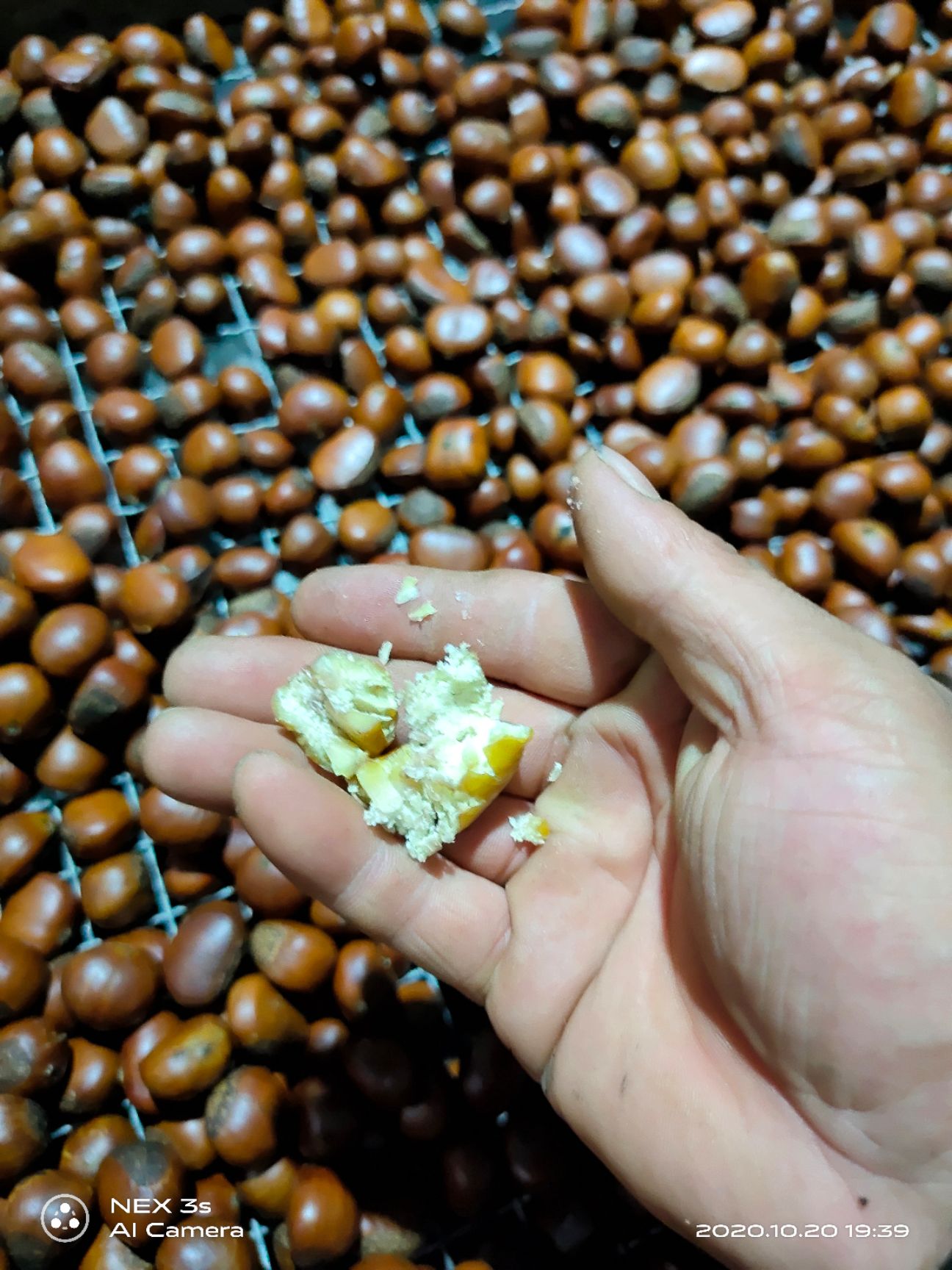 糖炒板栗专用