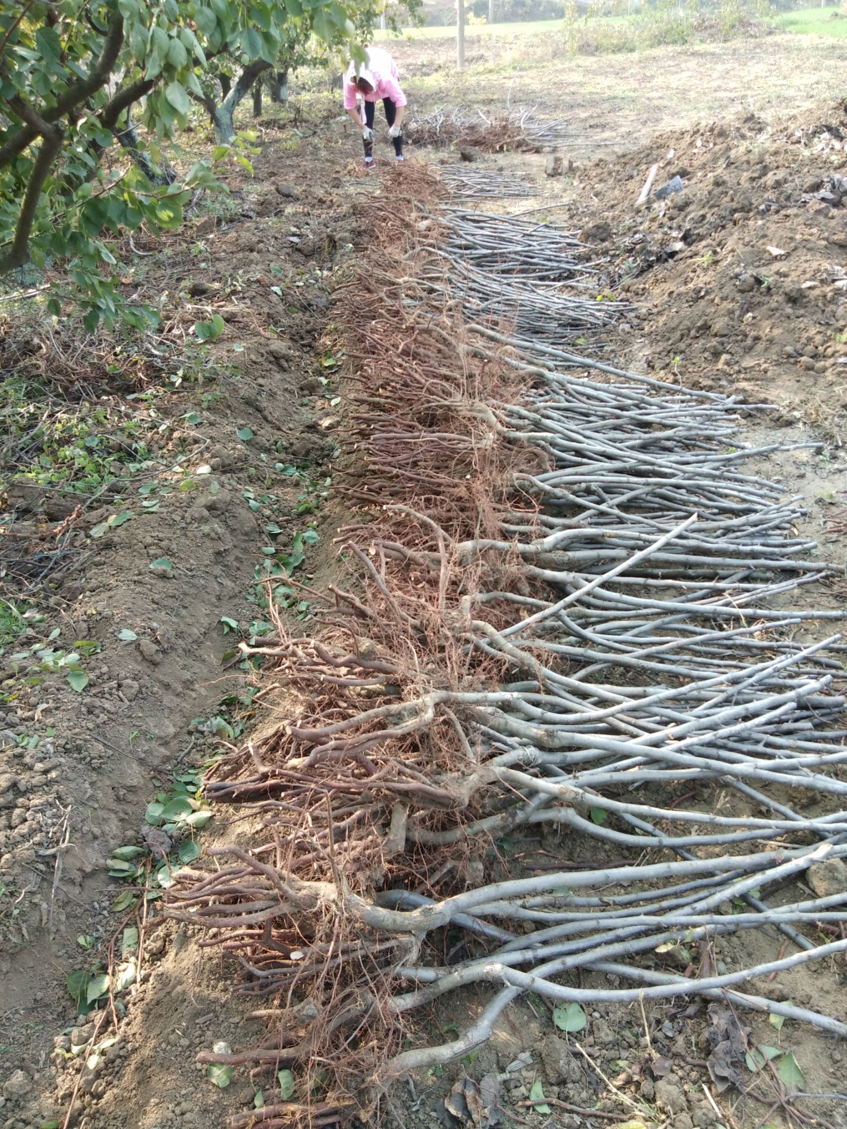 酥梨苗  酥脆梨苗，全国包邮，死亡免费补发。纯度可签订合同。