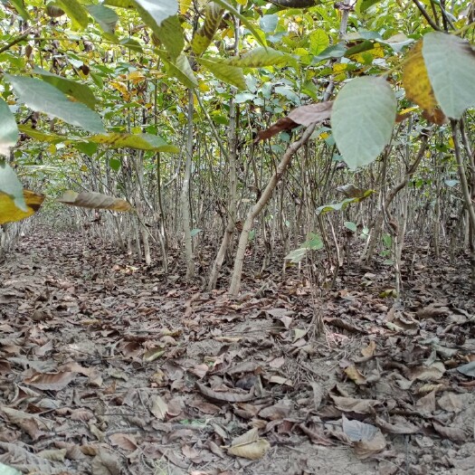 淄博核桃苗 绿化核桃树苗可占地收益，规格大，基地直发。价格低廉