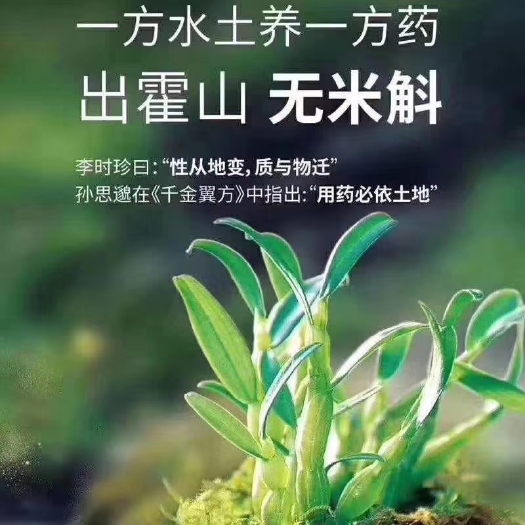 霍山县石斛米斛  正宗霍山米斛，原种地核心区霍山太平畈乡直销。