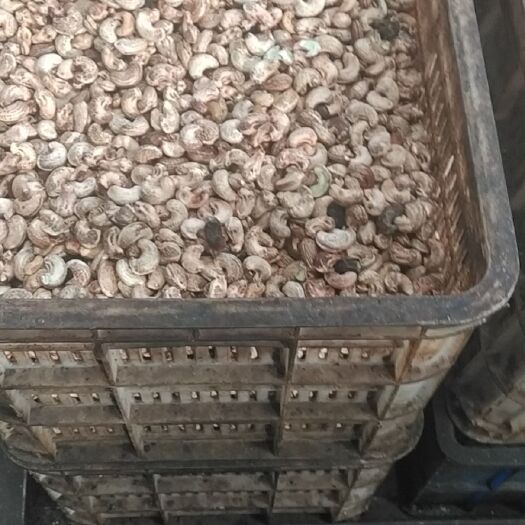 赞皇县紫衣腰果出售