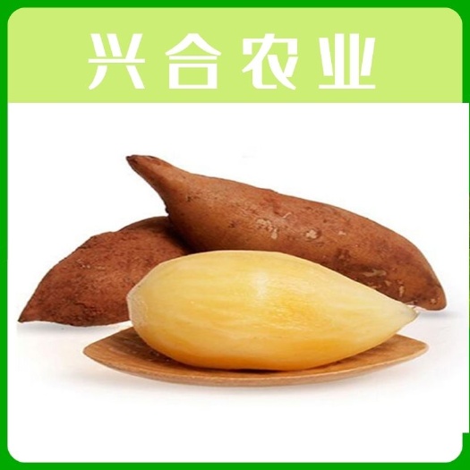 雪莲果25年5月20日新果上巿场批发:电商,微商一件代发