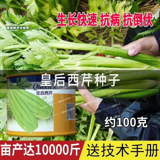 夏邑县 皇后西芹种子 原装 生长快速 抗病强