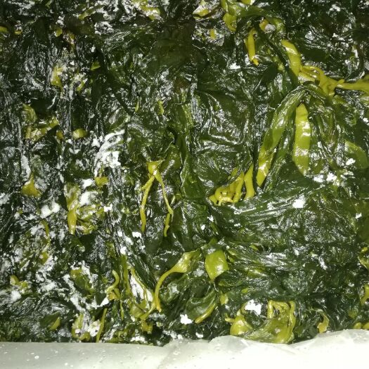 霞浦县精品海带苗，选初水的小苗为原料，吃过初水海带苗回味一辈子