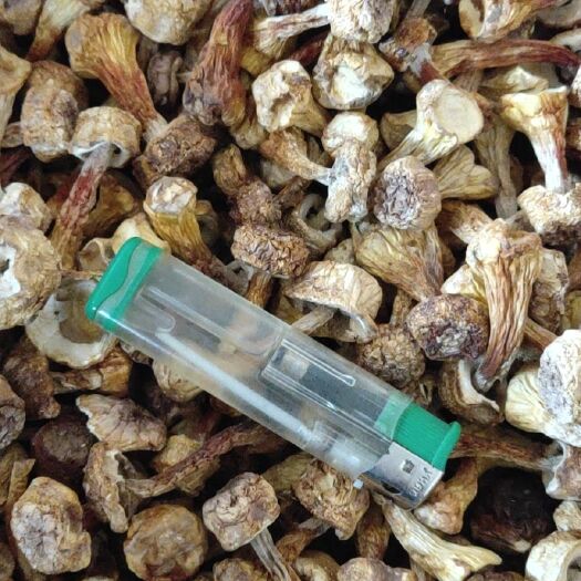 曲周县姬松茸  一手货源，批发价，价位低质量好，保证质量，有检测报告