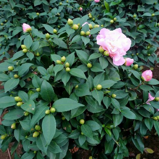 漳平市香花茶 香妃茶