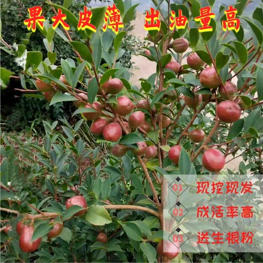 湘林210茶樹(shù)苗  湘林210茶油籽樹(shù)苗，嫁接苗，果大皮薄，出油量高