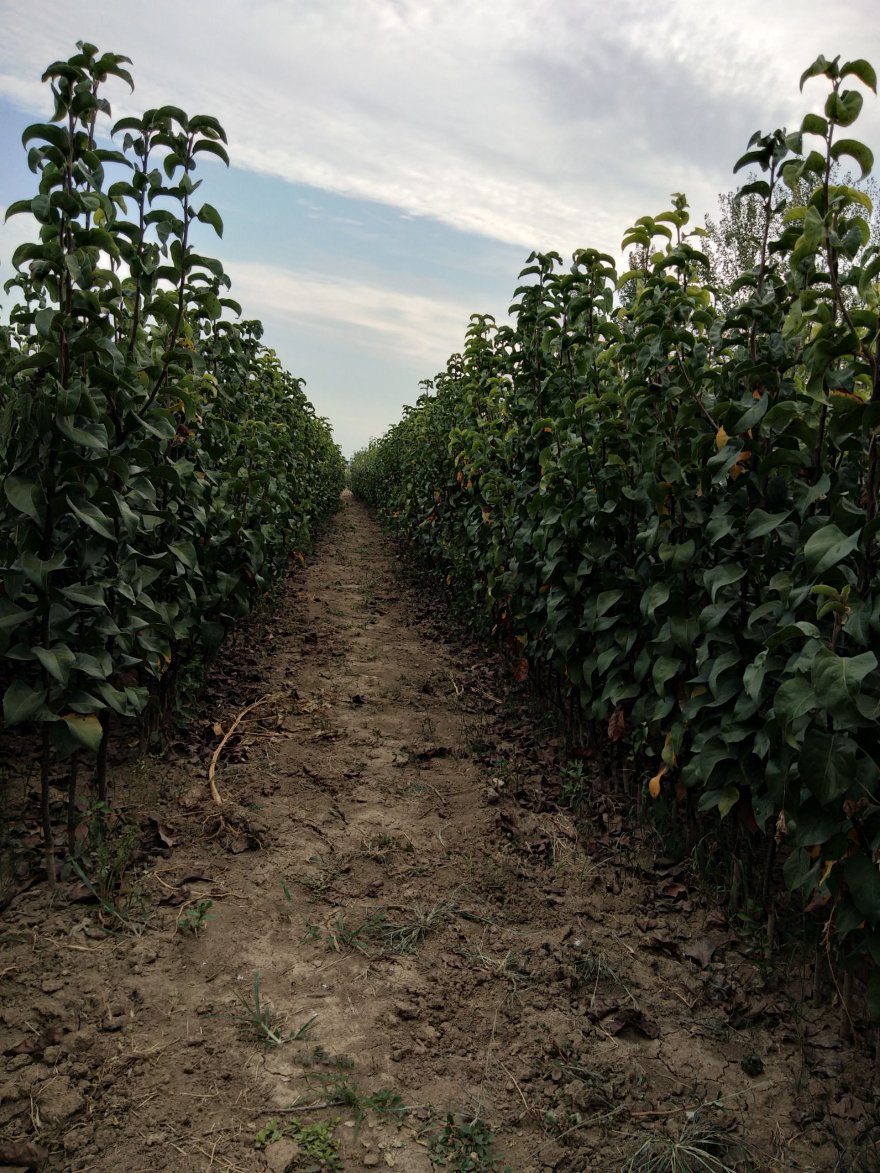 酥梨苗  酥脆梨苗，全国包邮，死亡免费补发。纯度可签订合同。