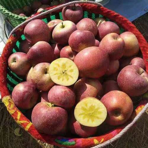 昭通冰糖  昭通糖心苹果小果1.2一斤