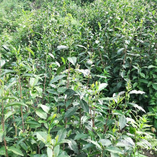 西安 正品富硒茶