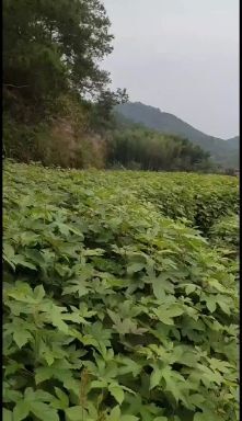 清流县枫香苗枫香袋苗