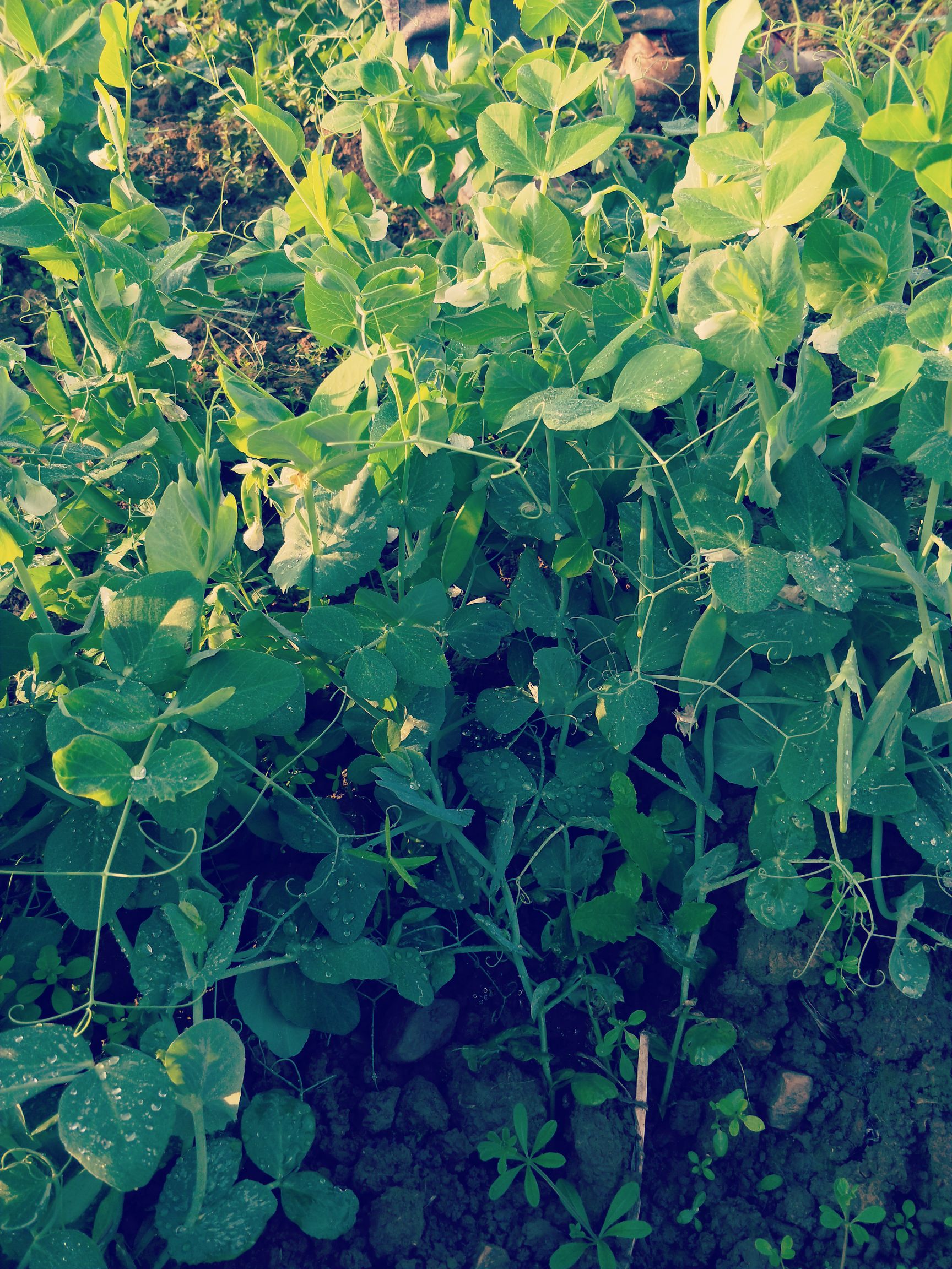 新鲜豌豆荚，四月中旬上市