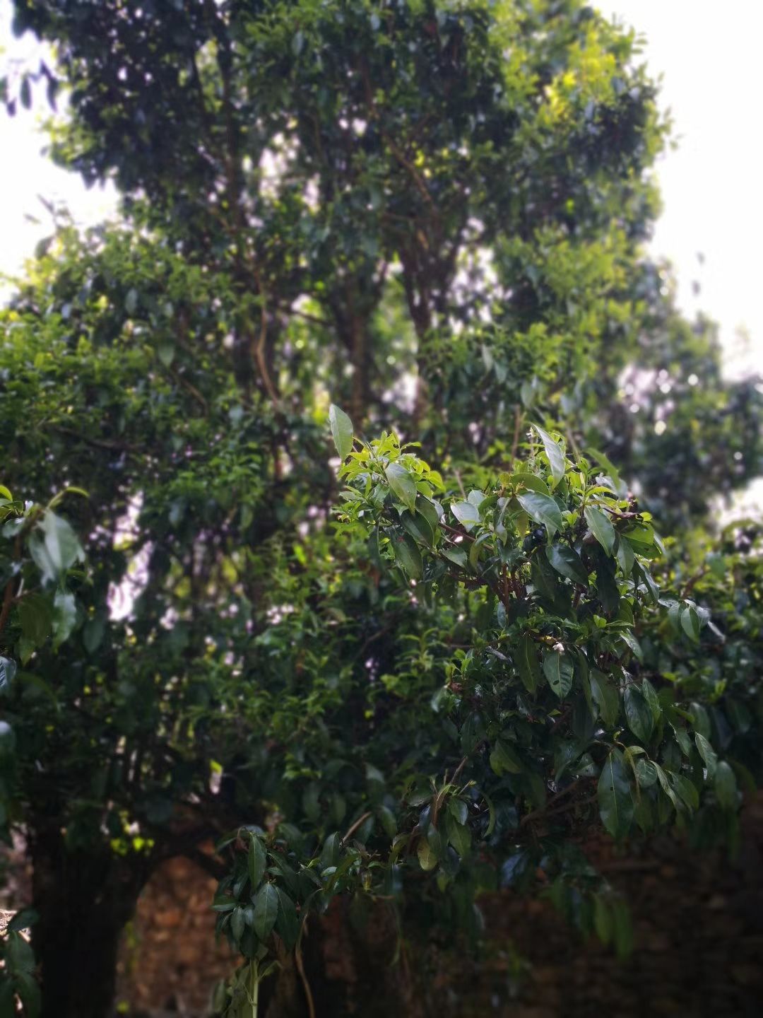 野茶山茶  野绿茶 高山茶