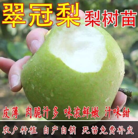 平邑县翠冠梨苗  翠玉梨树苗，梨树苗，皮薄肉多香甜可口，基地直销适