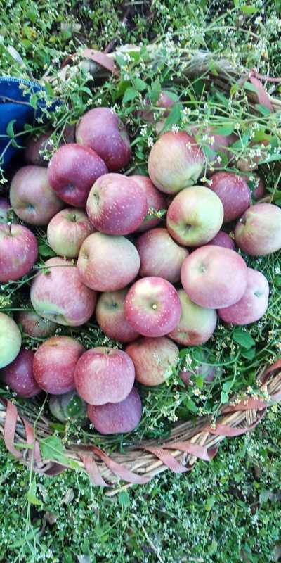 冰糖心苹果  云南省丽江市宁蒗县糖心苹果