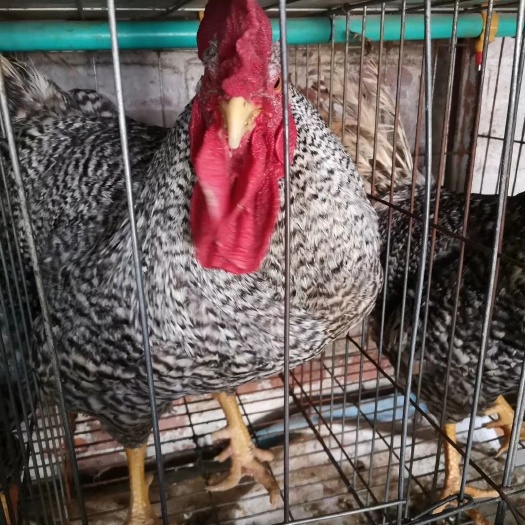 蒲江县大种芦花鸡苗批发 快大型芦花鸡公苗批发 黑芦花鸡苗供应