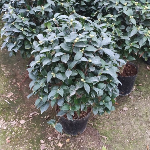 漳平市赤丹红茶花