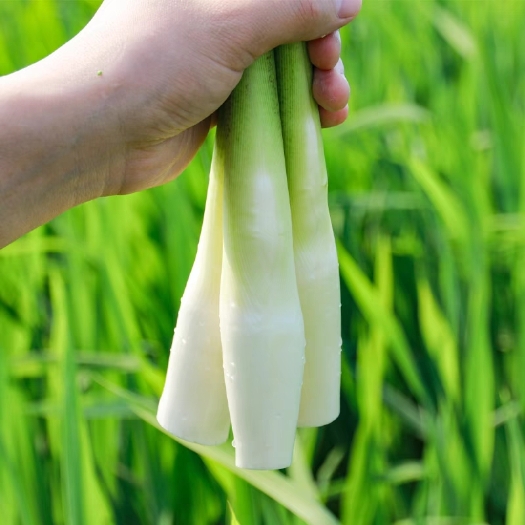 茭白种苗  茭白苗高笋茭白苗双季茭白苗茭白苗 四季 高笋茭白苗四季茭白苗