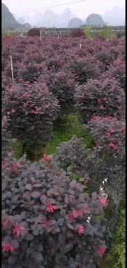桂林黑珍珠红继木 广西阳朔精品红继木50-1.2球