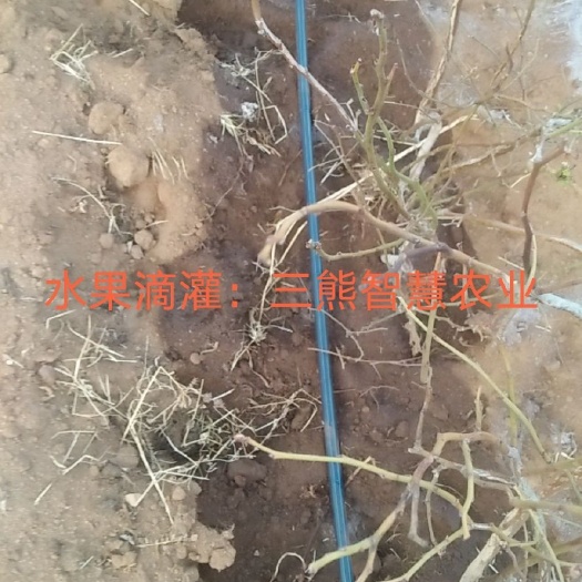 昆明 节水灌溉：滴灌喷灌