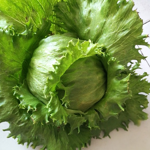 夏邑县美湖101结球生菜种子，中熟耐热性突出，翠绿，鲜嫩清香