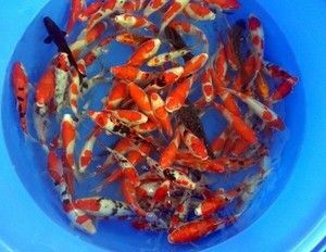 重庆市锦鲤鱼苗  锦鲤，锦鲫鱼苗，基地直供，专车运输送货上门