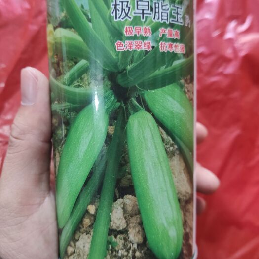 夏邑县绿皮西葫芦种子 极早脂玉 极早熟 色泽翠绿 抗寒性强 是目前国内外最早熟品种