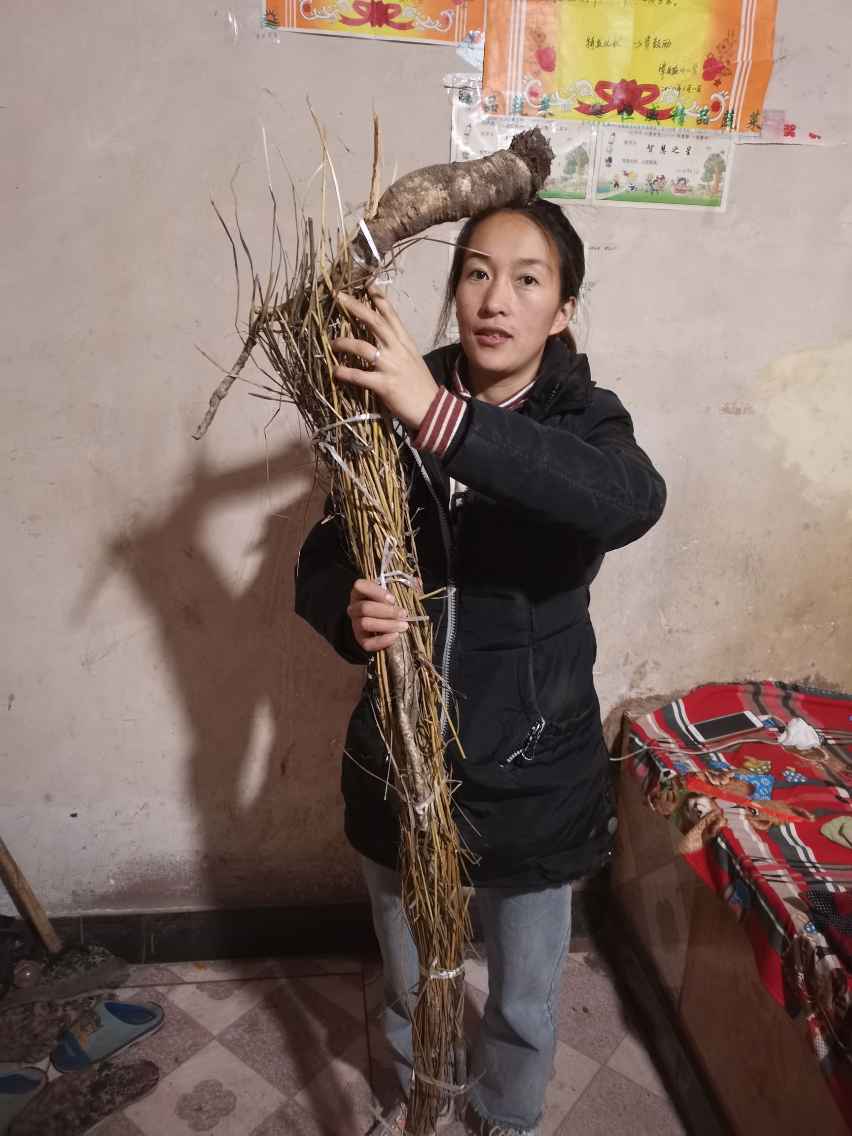 党参 特大党参百年党参仅此一条顺丰包邮
