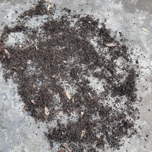 防城港肉桂  干玉桂花
