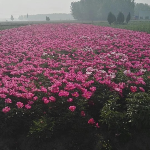 虞城县多花芍药  勺药苗